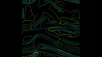 Slime mold simulation