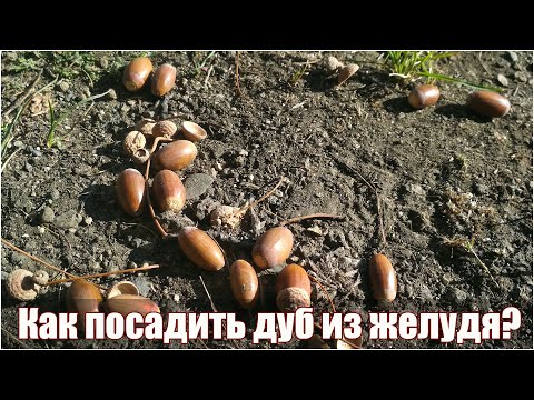 Как посадить дуб из желудя