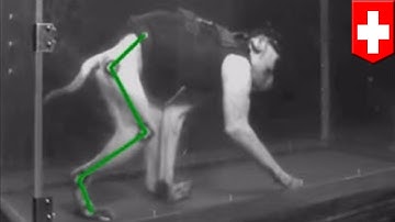Brain implants: Researchers help paralyzed monkeys walk again with wireless implants - TomoNews