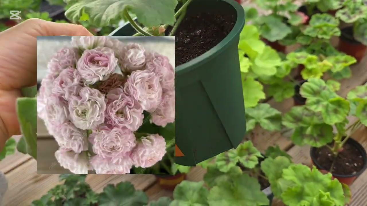 제라늄 분양합니다                           천천히보시고 문자남겨주세요 010-8302-1819 