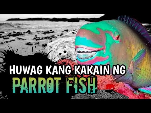 Dahilan Kung Bakit Bawal Kainin Ang Parrot Fish