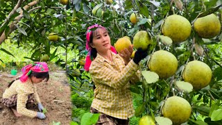 Download Lagu A working day for a single mother picking grapefruit to sell and growing vegetables on the farm MP3 Download Lagu A working day for a single mother picking grapefruit to sell and growing vegetables on the farm MP3