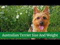 Australian Terrier Size And Weight || Australian Terrier Temperment and Behavior