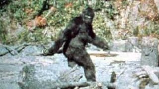 The Complete Patterson-Gimlin Bigfoot Footage