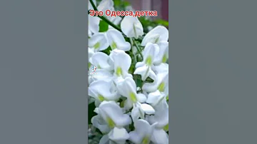 Запах акации!