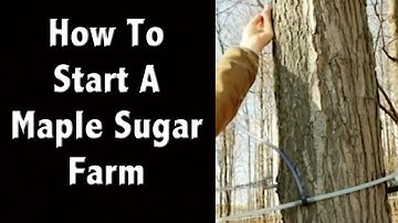 How To Start A Maple Sugar Farm - Off Grid Living