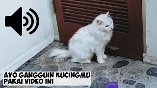 SUARA ASLI KUCING BIRAHI - YUK GANGGUIN KUCING/ANJINGMU by My Kitty Diary 13,115 views 1 year ago 3 minutes, 12 seconds