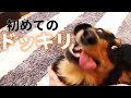 【ドッキリ】４日ぶりのママに愛犬のダックスフンドはどんな反応する？