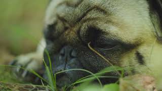 Help Us Create Jack Jack’s Safe Haven