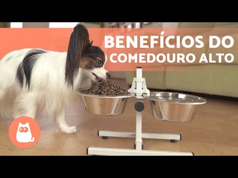 Vídeo: As melhores tigelas de cachorro para comedores rápidos, comedores bagunçados e muito mais!