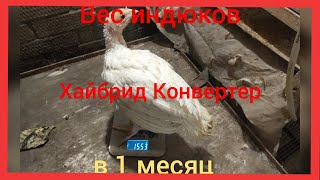 Вес индюков Хайбрид Конвертер в 1 месяц