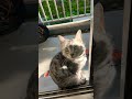 #music #cat #ボカロ曲 #shorts
