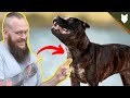 The Best Products For Your STAFFORSHIRE BULL TERRIER の動画、YouTube動画。