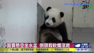 ▼圓寶懸空坐水盆 倒頭栽軟爛滾爬 八大民生新聞 2020120413