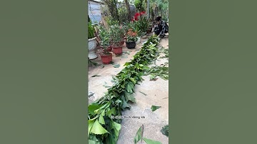 Dựng cây nêu ngày tết #tet #trangbazan #shorts