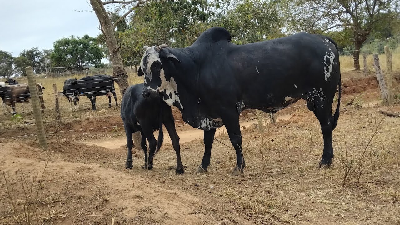 A pretinha não escapou do Charmoso - Gigante perdeu a vez !!