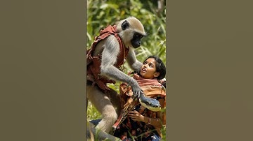 Monkey Hero Saves Girl from Python | Real Jungle Rescue Story