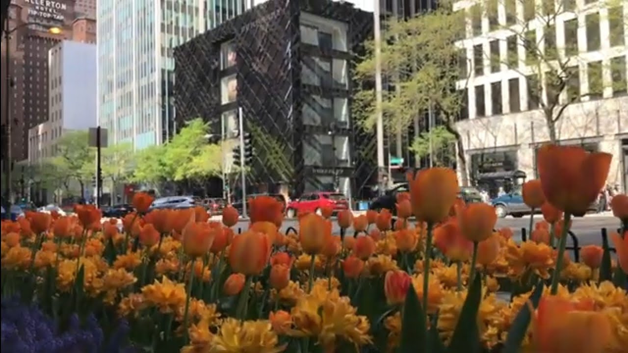MAGNIFICENT MILE & TULIPS CHICAGO USA YouTube
