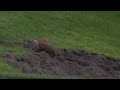 Residents seek action after wild hogs invade Osceola County neighborhood