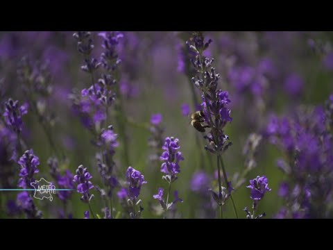 Le Petit Village De Sault, Berceau Mondial De La Lavande - Météo à La Carte