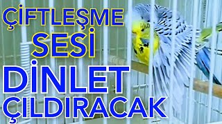 Muhabbet Kuşu Sesi Muhabbet Kuşu Kızıştırma Sesi Muhabbet Kuşu Çiftleşme Sesi Kuş Çiftleştirme Sesi