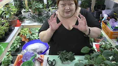 пректрантус колеусовидный, размножение