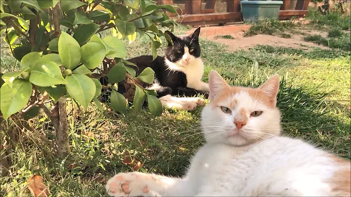 The Most Dramatic Cat Love Story Ever - Trailer fo...