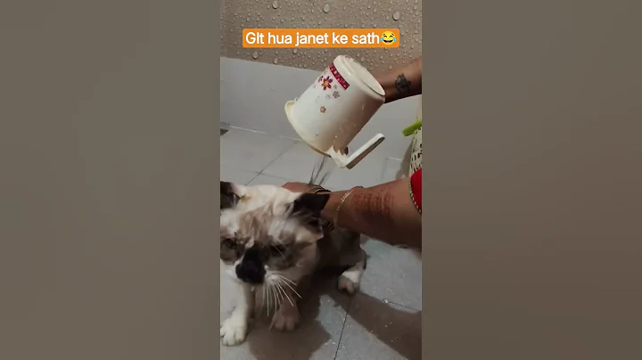 Video 11322931: persian cat bathing, persian cat reaction