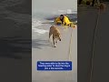 Lucky Labrador Lives After Lake Rescue