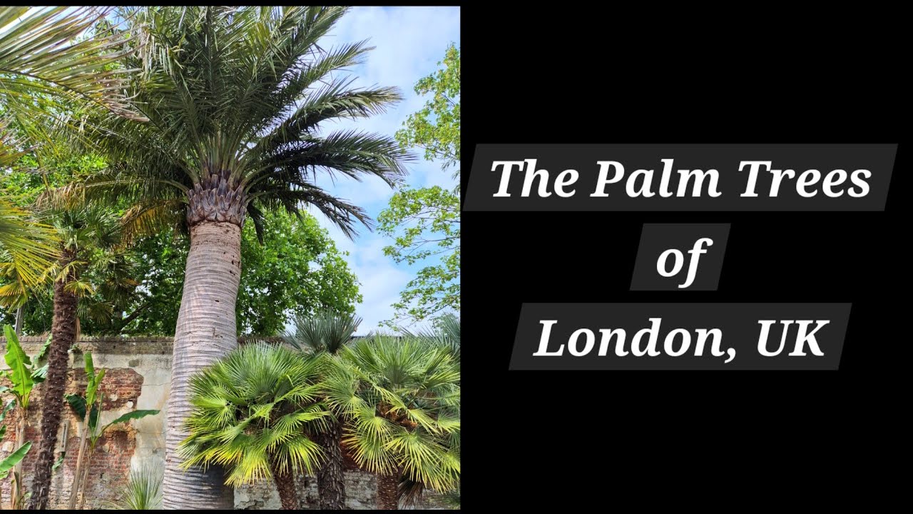The Palm Trees of London, UK - Phoenix canariensis, Jubaea chilensis, Washingtonia, Trachycarpus