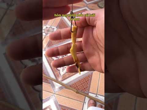 Câu cá lóc