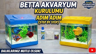 Adim Adim Betta Akvaryumu Kurulumu Yeni Başlayanlar İçin Tam Rehber
