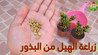 طريقة مبتكرة لزراعة الهيل من البذور - زراعة الحبهان - نصيحه لوجه الله