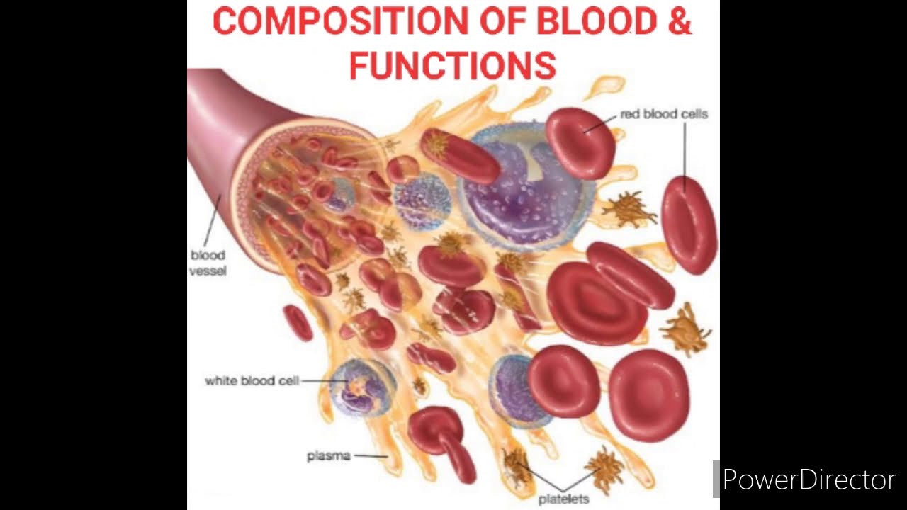 Форменные элементы формы. Выход форменных элементов крови из сосудов. Кровь биология. Плазма и форменные элементы крови. Кровяные форменные элементы.