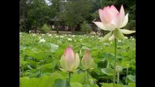 Return To Balance - A Short Yoga Nidra Meditation w Steve Wolf E-RYT 500
