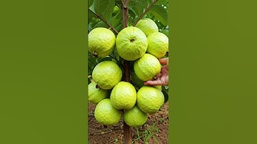 🌿Grow Guava Trees Faster with These Pro Tips for Beginners!🍅 #guava