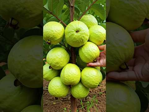 🌿Grow Guava Trees