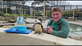 Penguin Spneb celebrates 35th Birthday at Paradise Park in Cornwall