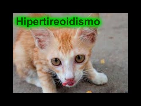 Vídeo: Como identificar e tratar o hipertireoidismo felino