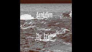 Dandelion - whatever