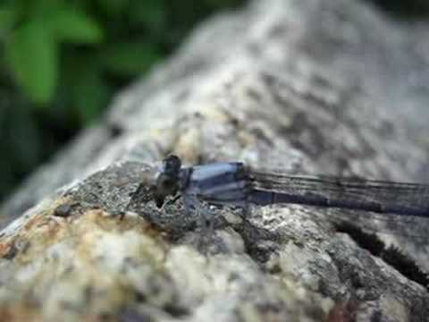 Damselfly Eating an Insect