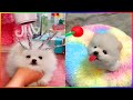Tik Tok Chó Phốc Sóc Mini 😍 Funny and Cute Pomeranian #340
