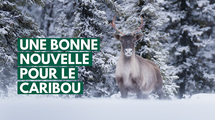 Une bonne nouvelle pour le caribou