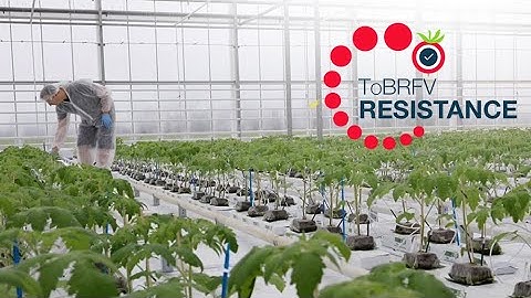 ToBRFV-Update: Das Quarantäne-Gewächshaus in Wageningen (einschließlich deutscher Untertitel)