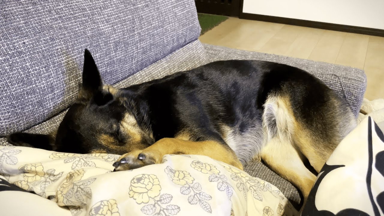 悲報 熟睡している維桜さんのいびきがオヤジより爆音なんですが 維桜さんブログ