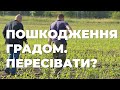 Град пошкодив кукурудзу. Чи варто пересівати у червні?