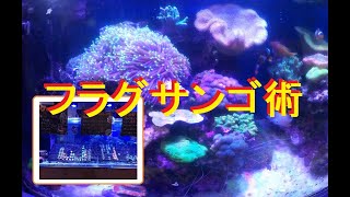 海水魚水槽] フラグサンゴ購入その活用法は! - YouTube