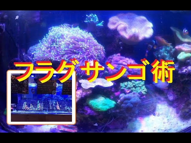 海水魚水槽] フラグサンゴ購入その活用法は! - YouTube