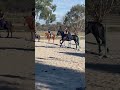 horse jumps