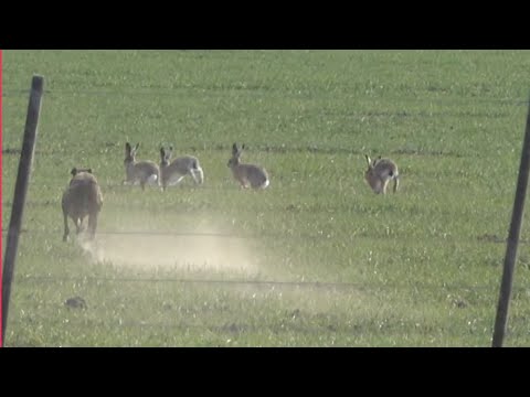Field greyhounds. Florence and 4 hares